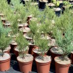 Tamariška africká (Tamarix africana) ´TETRANDRA´ - výška 20-30 cm, kont. C2L